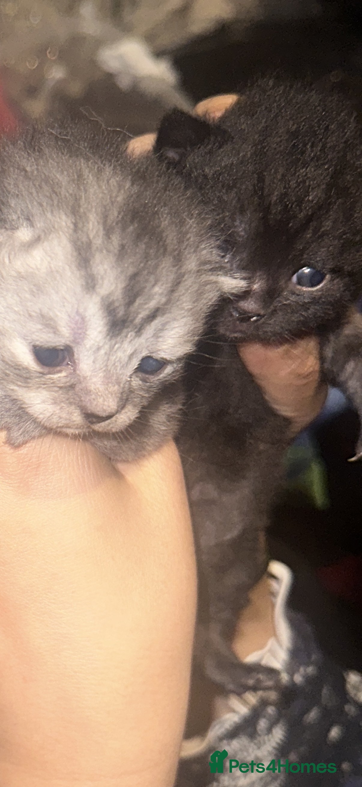 Scottish Fold cats Scottish fold  - Advert 1