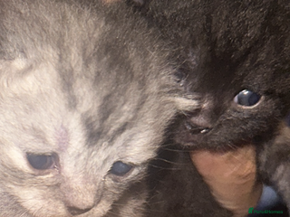 Scottish Fold cats Scottish fold - Advert 17