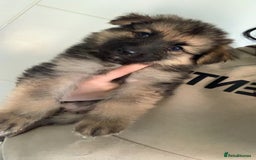 German Shepherd dogs for sale: Stunning litter of German shepherds  - Image 6