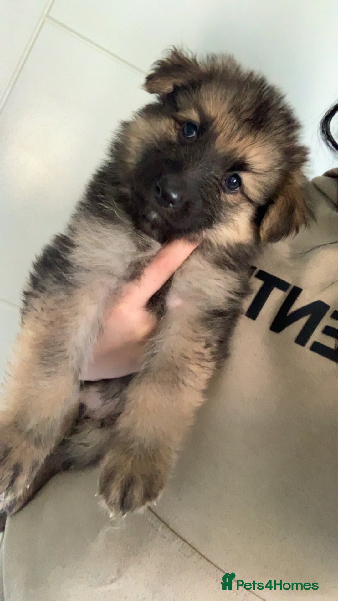 German Shepherd dogs for sale: Stunning litter of German shepherds  - Image 6