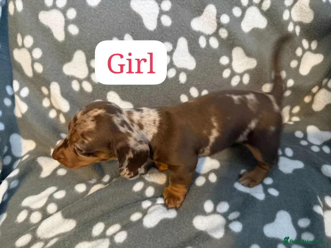Miniature Dachshund dogs for sale: Miniature dachshund  - Advert 23