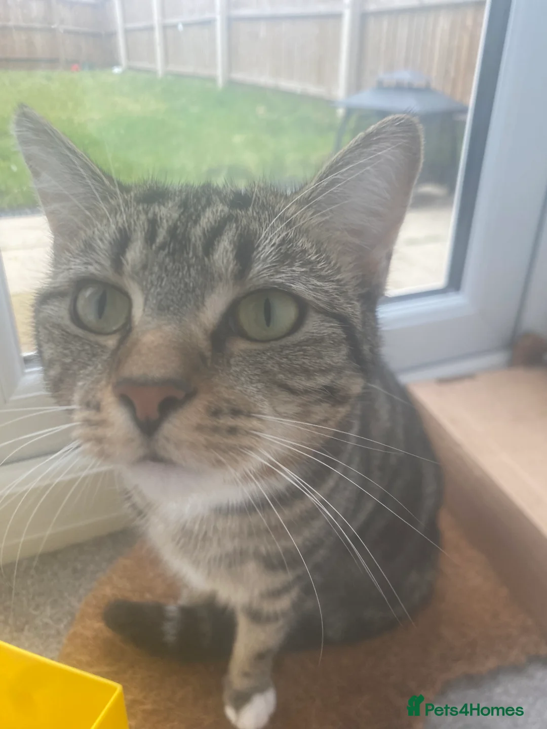 Bengal cats for sale: Bengal/cross - Advert 2