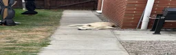 Siberian Husky dogs for stud: Siberian Husky To Stud  in Chester - Advert 4