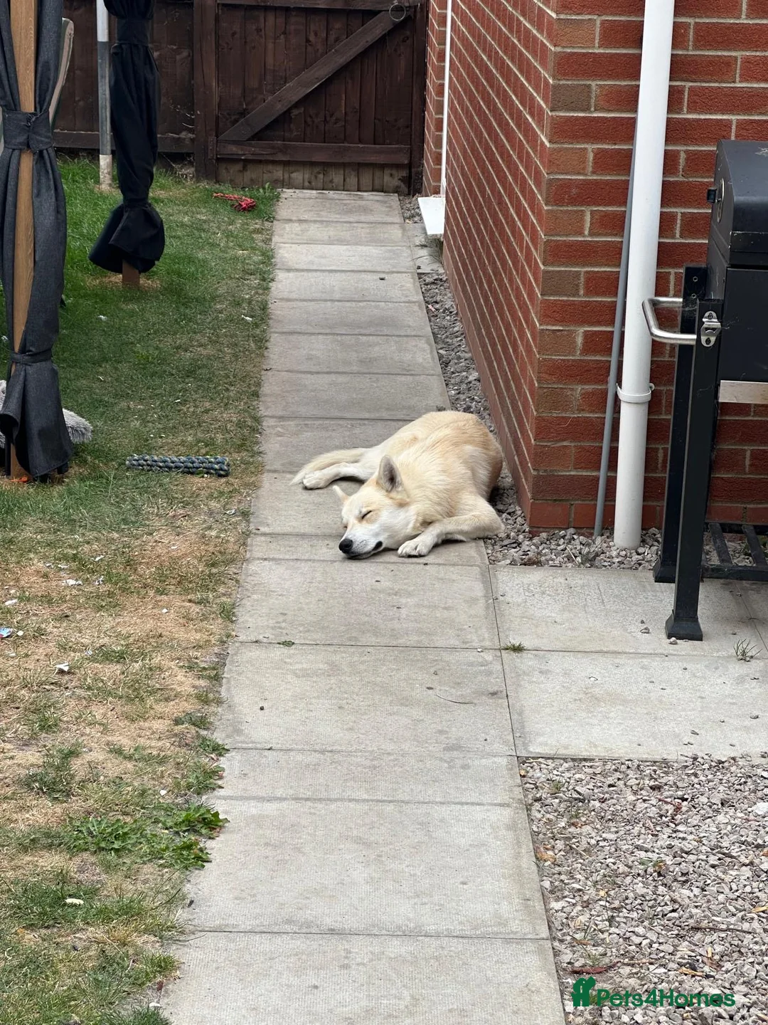 Siberian Husky dogs for stud: Siberian Husky To Stud  in Chester - Advert 4