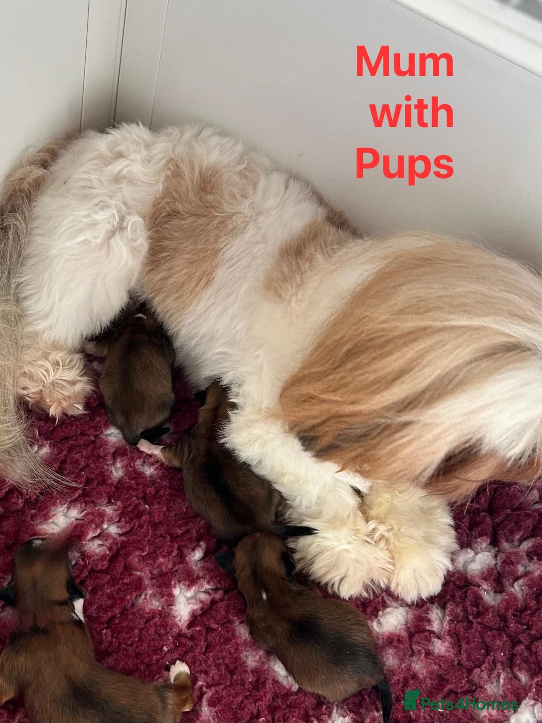 Lhasa Apso dogs for sale: Four Adorable Lhasa Apso Pups KC reg GPRA Clear - Advert 13