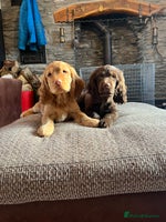Cocker Spaniel dogs KC HEALTH TESTED SHOW chocolate low co puppies ⭐️ - Advert 5