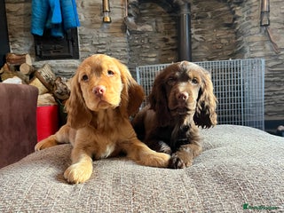 Cocker Spaniel dogs KC HEALTH TESTED SHOW cocker low co puppies ⭐️ - Advert 12