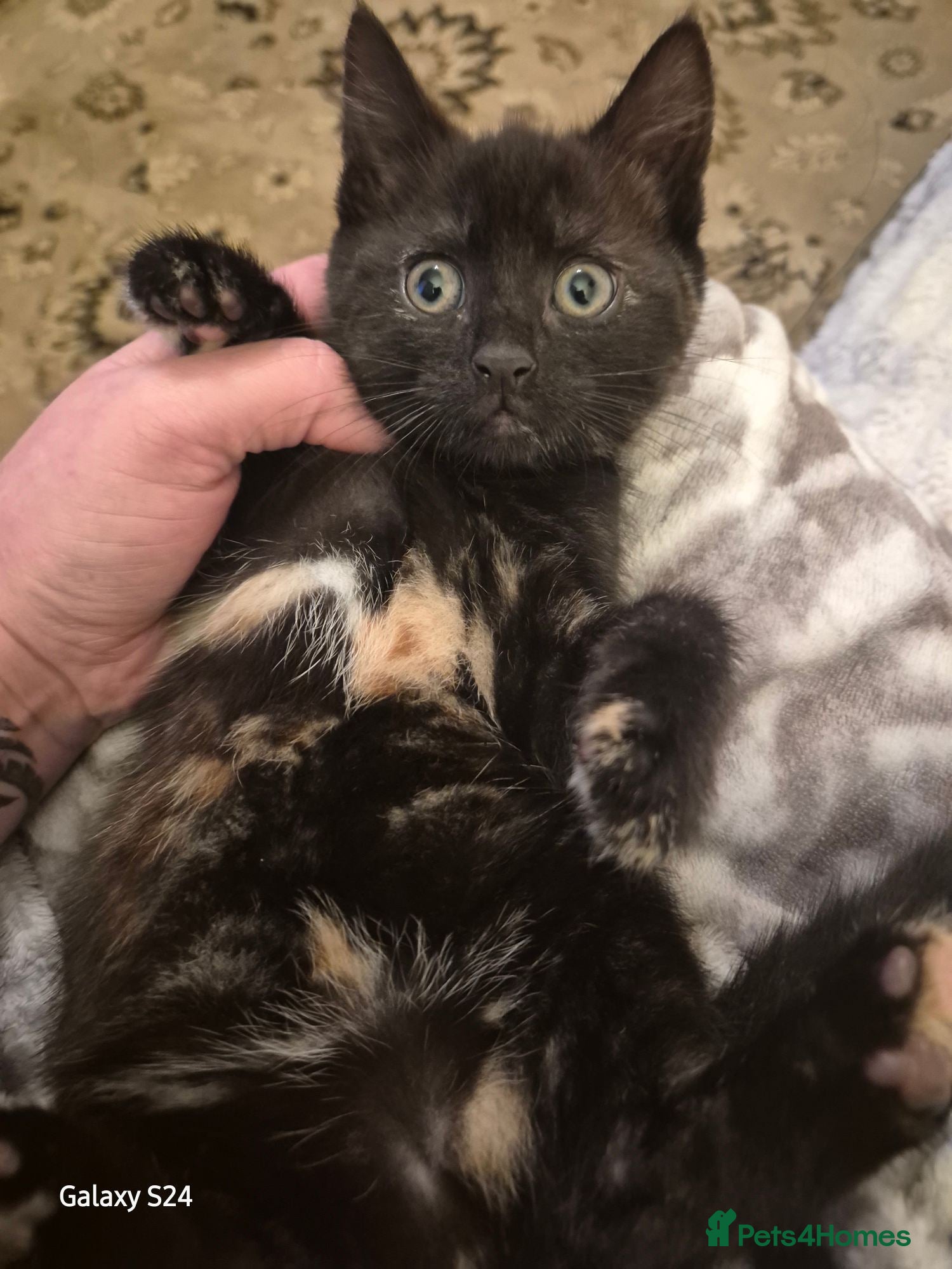 Mixed Breed cats Only 1 beautiful girl looking new family  - Advert 1