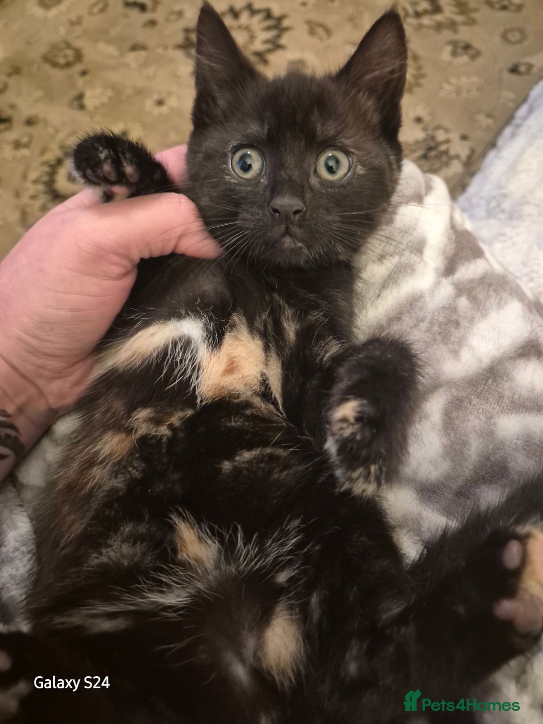 Mixed Breed cats for sale: Only 1 beautiful girl looking new family  - Advert 1