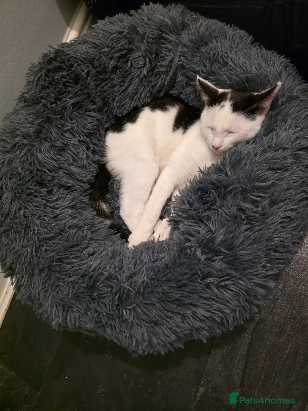 Mixed Breed cats for sale: Male kitten - Advert 8