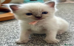 Ragdoll cats for sale: Adorable Ragdolls- DNA Clear Parents 🌟 - Image 1