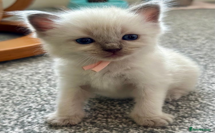 Ragdoll cats - Advert 1