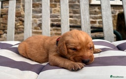 Labrador Retriever dogs for sale: Ready now!! Amazing red fox Labrador puppies  - Image 6