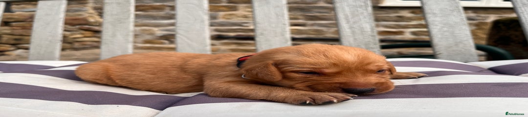 Labrador Retriever Puppy 3