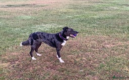 Mixed Breed dogs for sale: Border collie/Cocker Spaniel  - Image 27