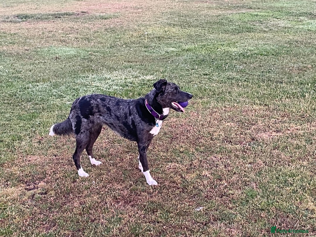 Mixed Breed dogs for sale: Border collie/Cocker Spaniel  - Image 27