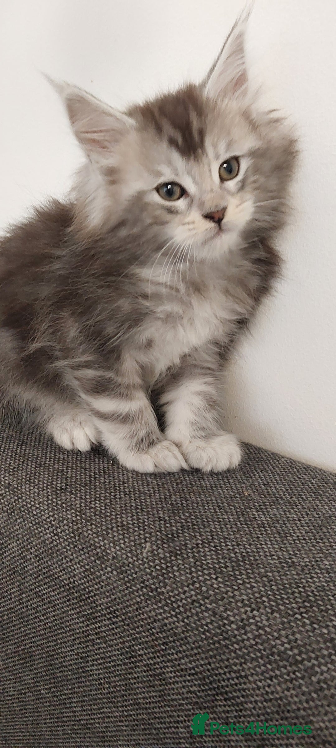 Maine Coon cats for sale: 🐈🐈🐈7 Amazing Maine coons🐈🐈🐈 - Advert 6