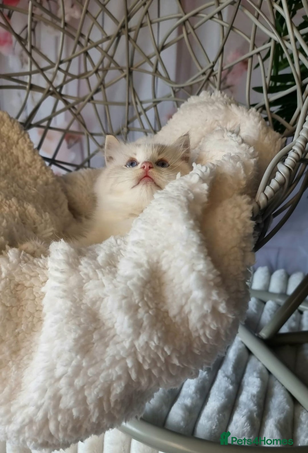 Ragdoll cats for sale: Quality Tica reg Ragdoll kittens  - Image 26