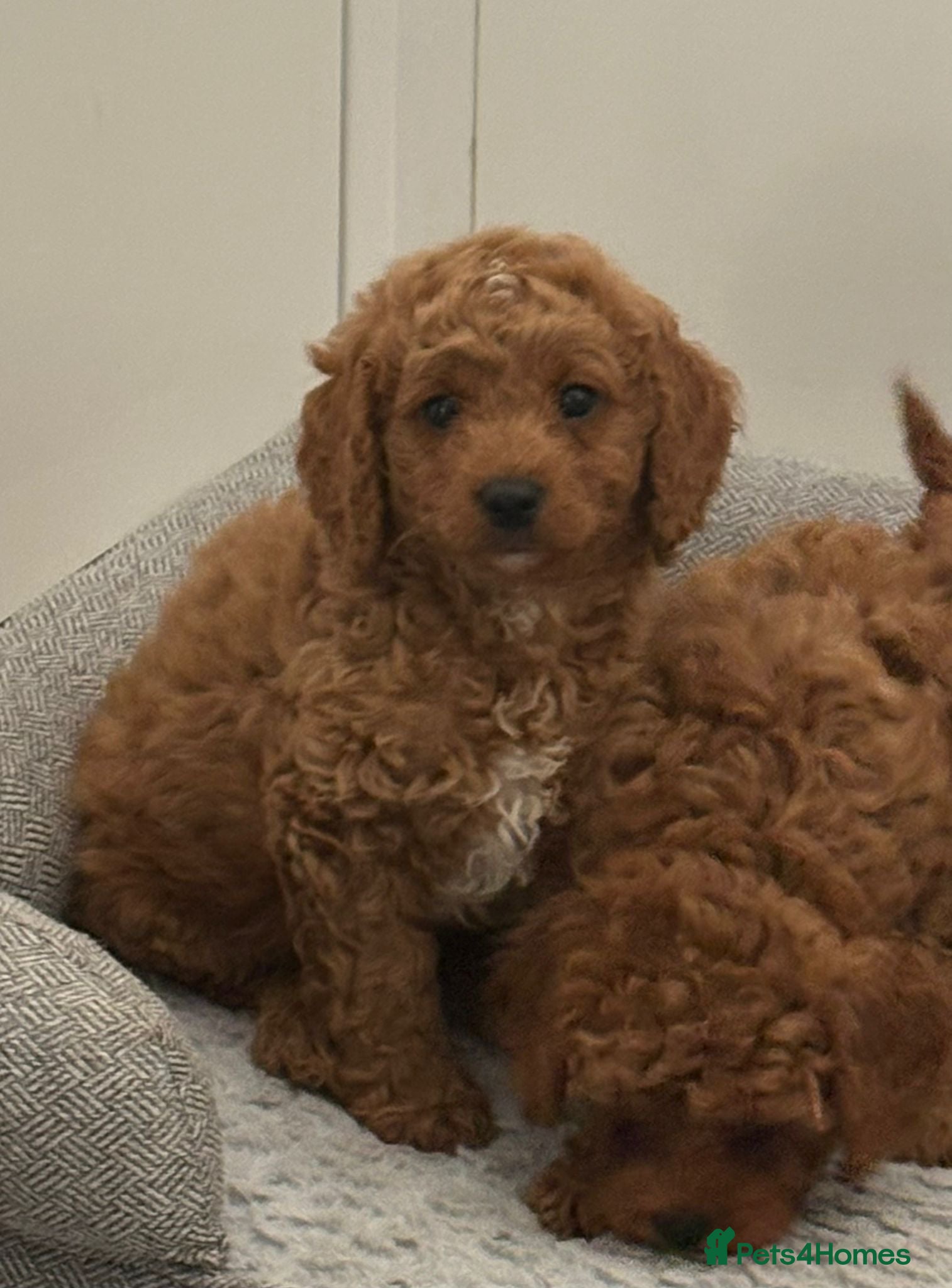 Cavapoo dogs Cavapoo puppies  - Advert 2