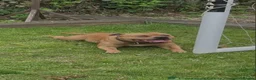 Staffordshire Bull Terrier dogs for sale: Red Staffordshire bull terrier puppies for sale - Advert 11