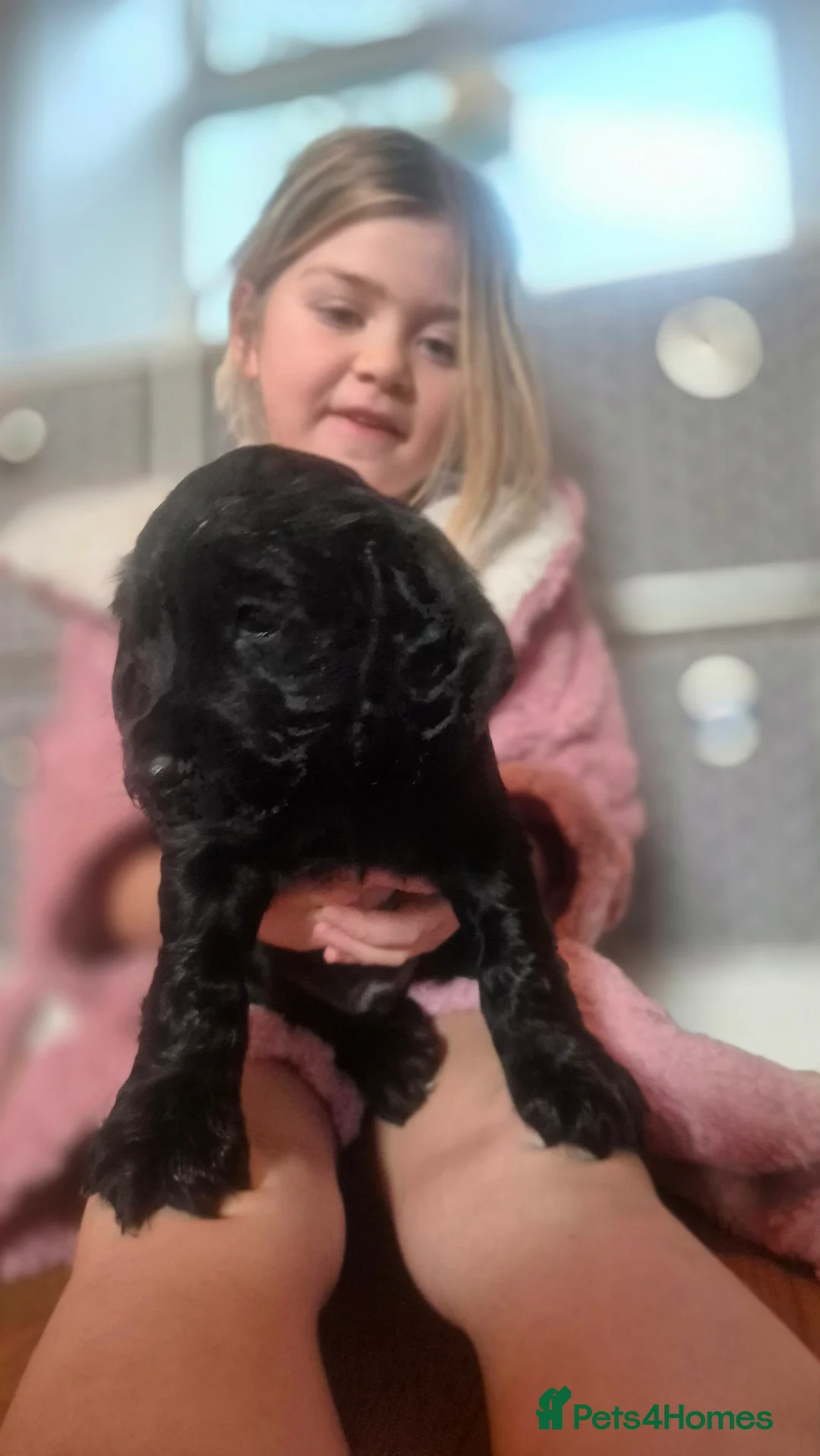 Cocker Spaniel dogs for sale: Mr Paul Bell - Advert 12