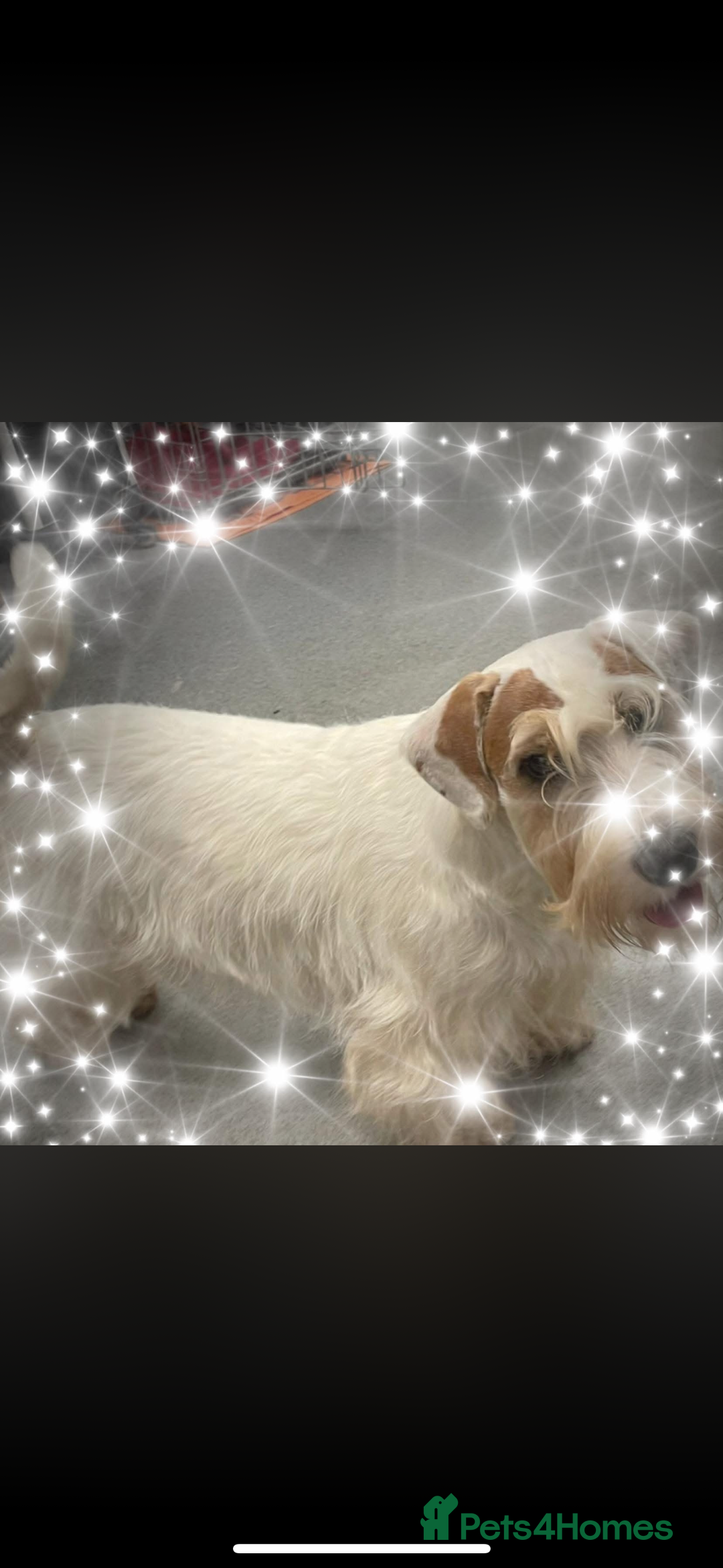 Sealyham Terrier dogs for sale: Sealyham Terrier Puppies  - Advert 1