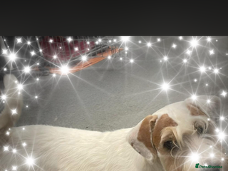 Sealyham Terrier dogs Sealyham Terrier Puppies - Advert 9