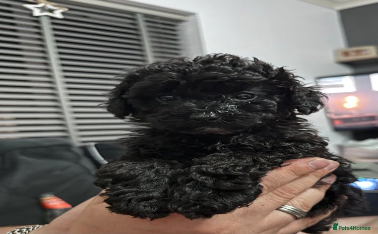 Toy Poodle dogs - Advert 10