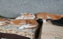 Mixed Breed cats for sale: Friendly kitten - Image 18