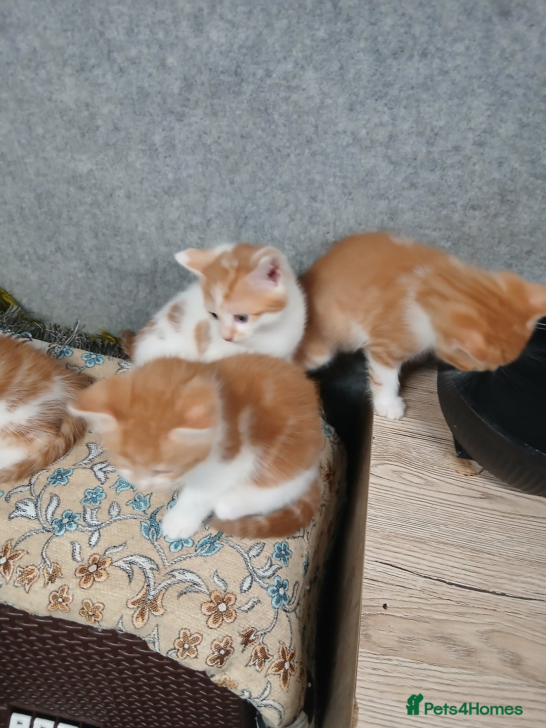 Mixed Breed cats for sale: Friendly kitten - Image 18
