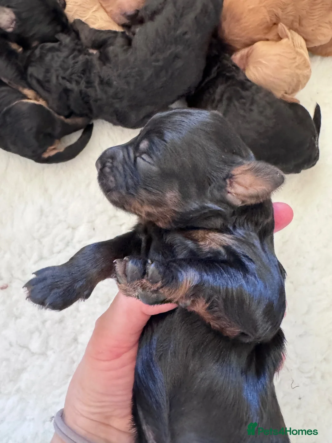 Mixed Breed dogs for sale: F1b medium Goldendoodle puppies - Advert 10