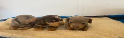Miniature Dachshund dogs for sale: Rainbow Litter of Dachdhund Babies - Advert 5