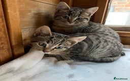 Bengal cats for sale: Bangalore x house cat - Advert 2