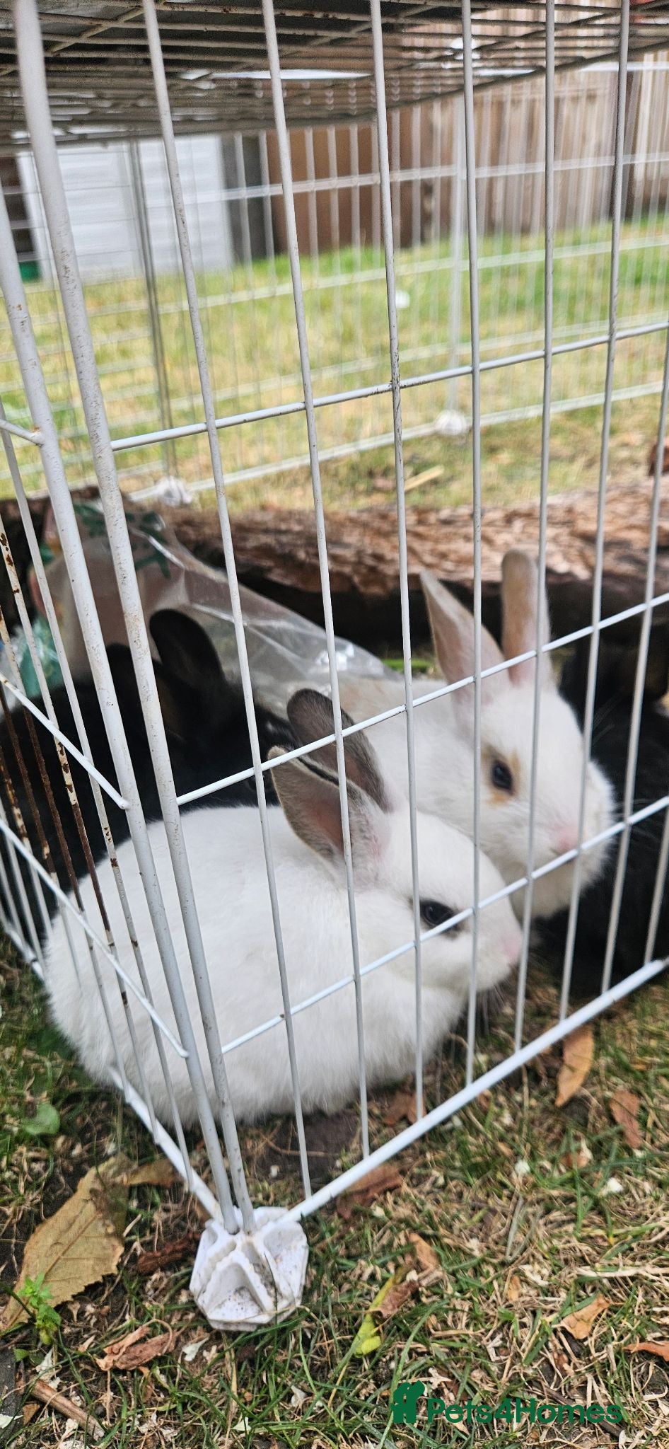 Dutch rabbits They are so cute 😍 and soft  - Advert 11