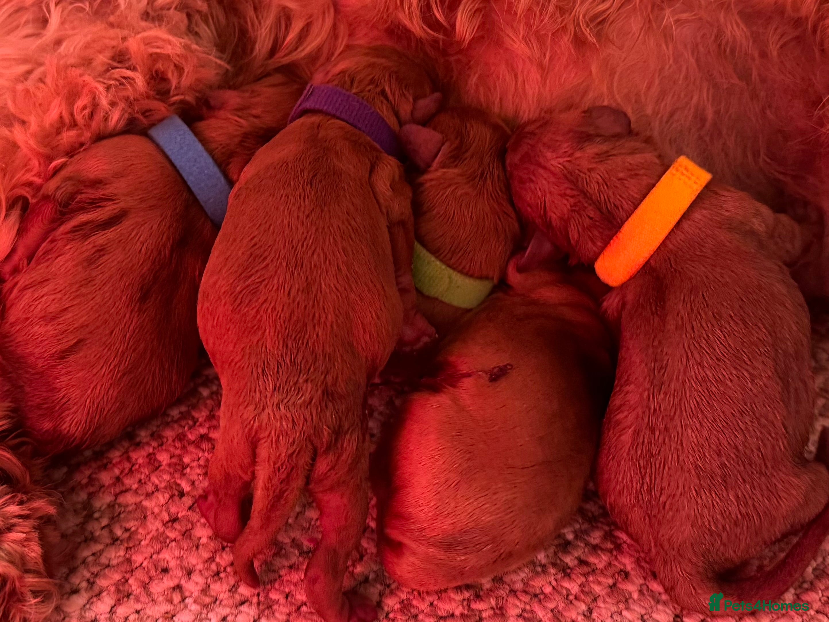 Cavapoo dogs F1b Cavapoo females 🐾 - Advert 2