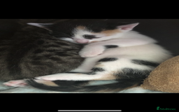 Mixed Breed cats for sale: Kittens 😸 MaineCoon x kittens READY TODAY ❤️😸🐈 - Image 20