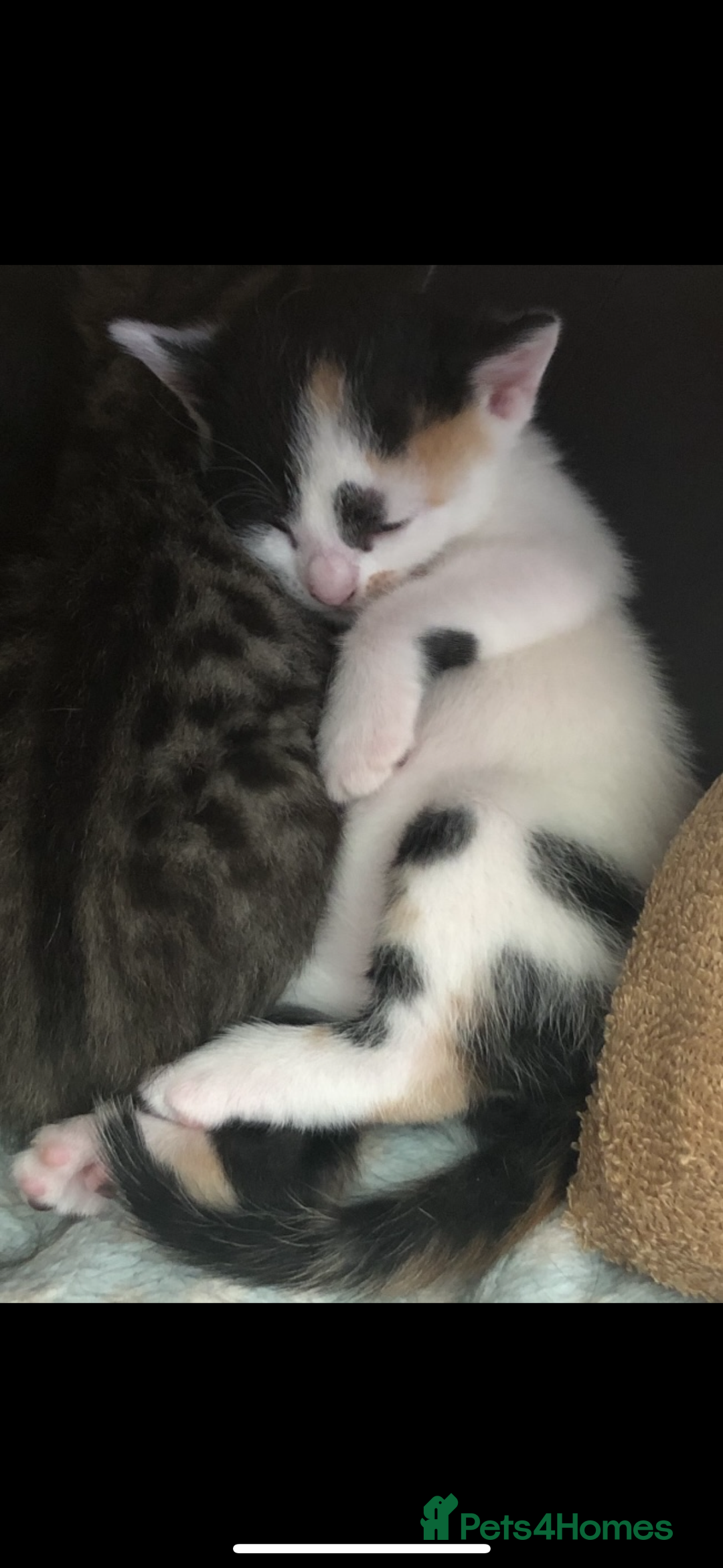 Mixed Breed cats for sale: Kittens 😸 MaineCoon x kittens READY TODAY ❤️😸🐈 - Image 20