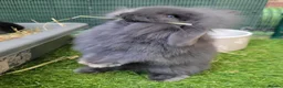 Mini Lion Lop rabbits for sale: Stunning Mini Lion Lops - READY SATURDAY - Advert 31