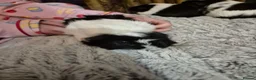 Guinea Pig rodents for sale: 3 Female Guinea pigs - Advert 6