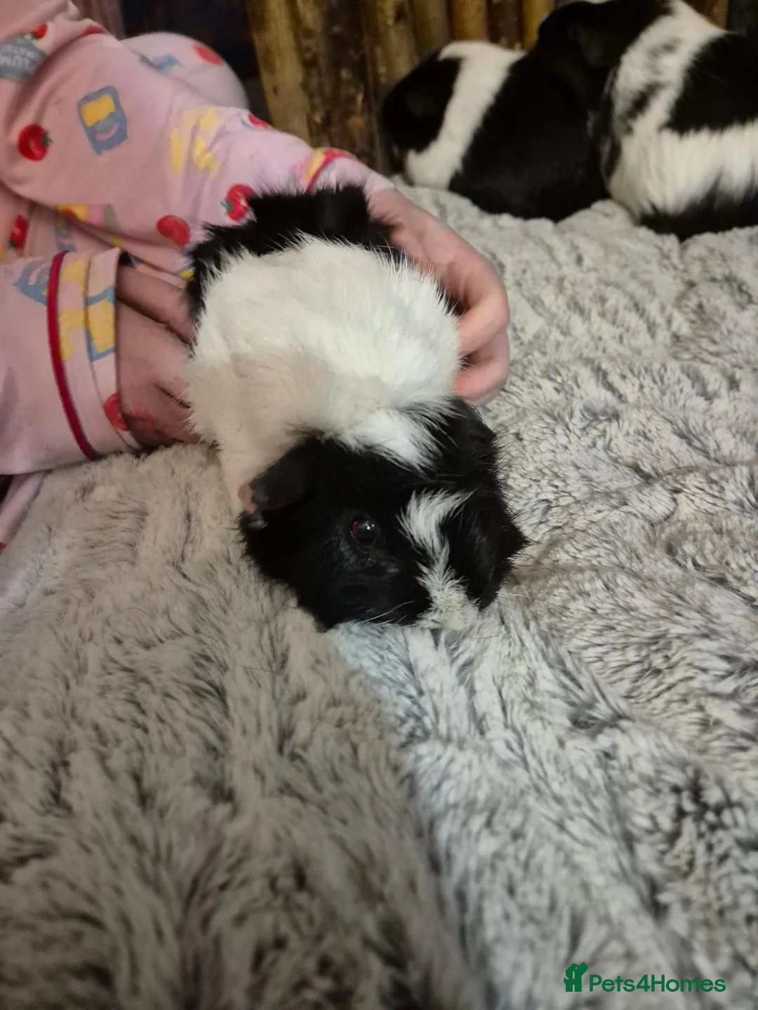 Guinea Pig rodents for sale: 3 Female Guinea pigs - Advert 6
