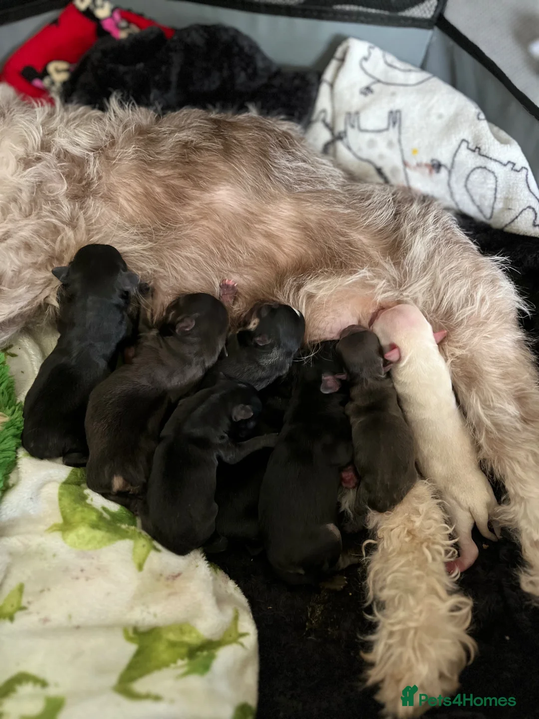 French Bulldog dogs for sale: Fluffy Frenchie puppies  - Advert 2