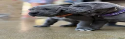 Cane Corso dogs for sale: Cane Corso Puppies – Ready to Reserve  in Loughton - Advert 4