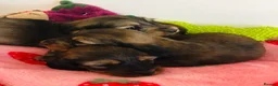 Miniature Dachshund dogs for sale: Miniature Dachshunds Longhaired - Advert 10