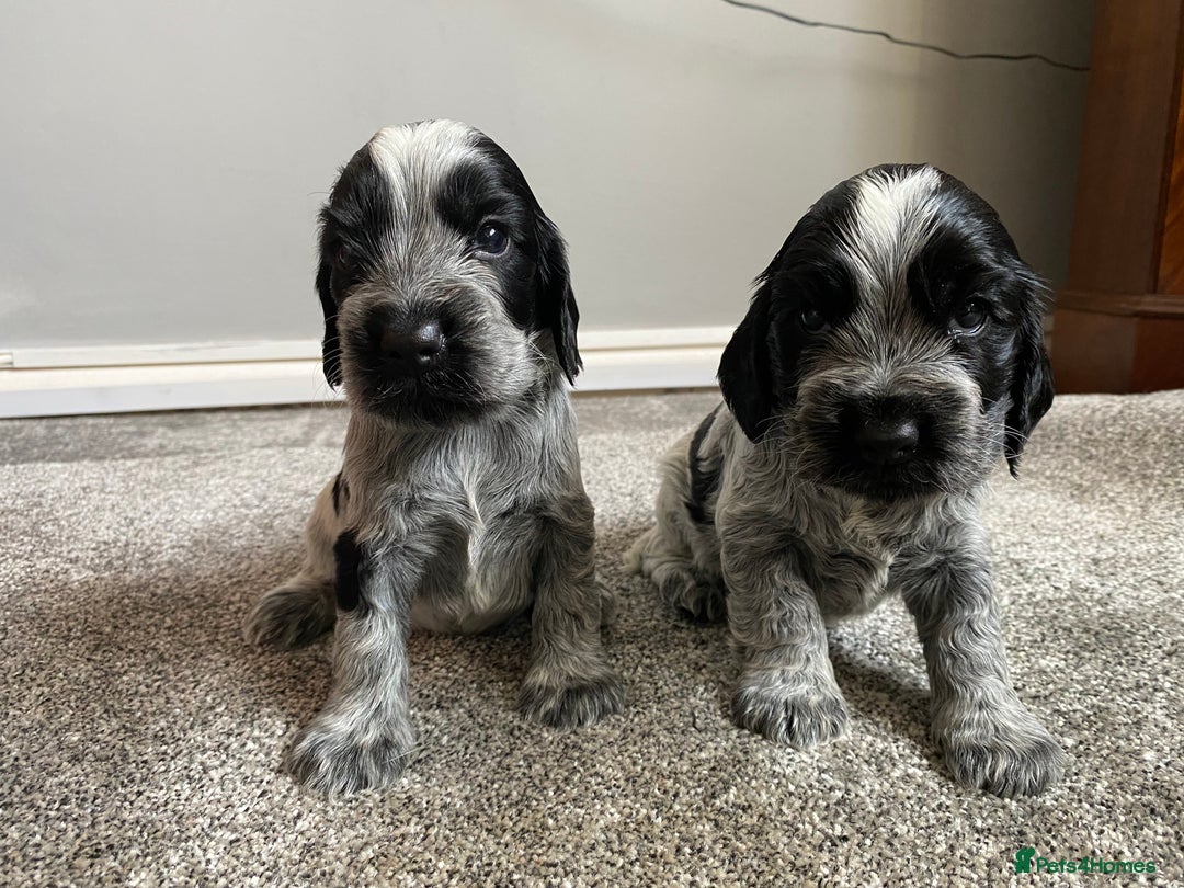 Cocker Spaniel dogs for sale: Beautiful cocker spaniel puppies  - Image 6