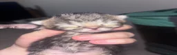 Mixed Breed cats for sale:  mixed kittens, Maine coon ancestry and ragdoll 🐾 - Advert 16
