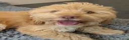 Cockapoo dogs for sale: F1 Cockapoo Girl From Health Tested Parents  - Advert 3