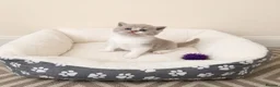 British Shorthair cats for sale: Exceptional Champion🏆 British longhair kitten - Advert 24