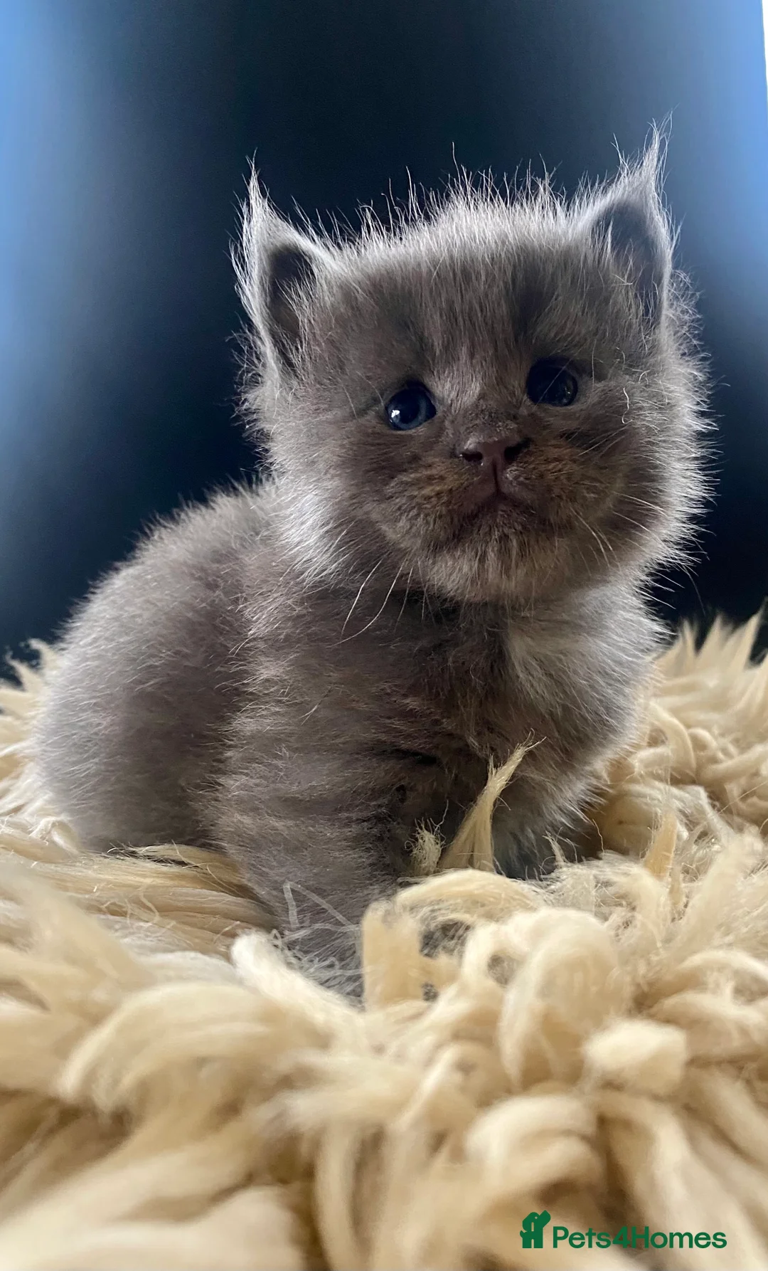 Maine Coon cats for stud: Blue Solid Maine Coon for Stud in London - Advert 11