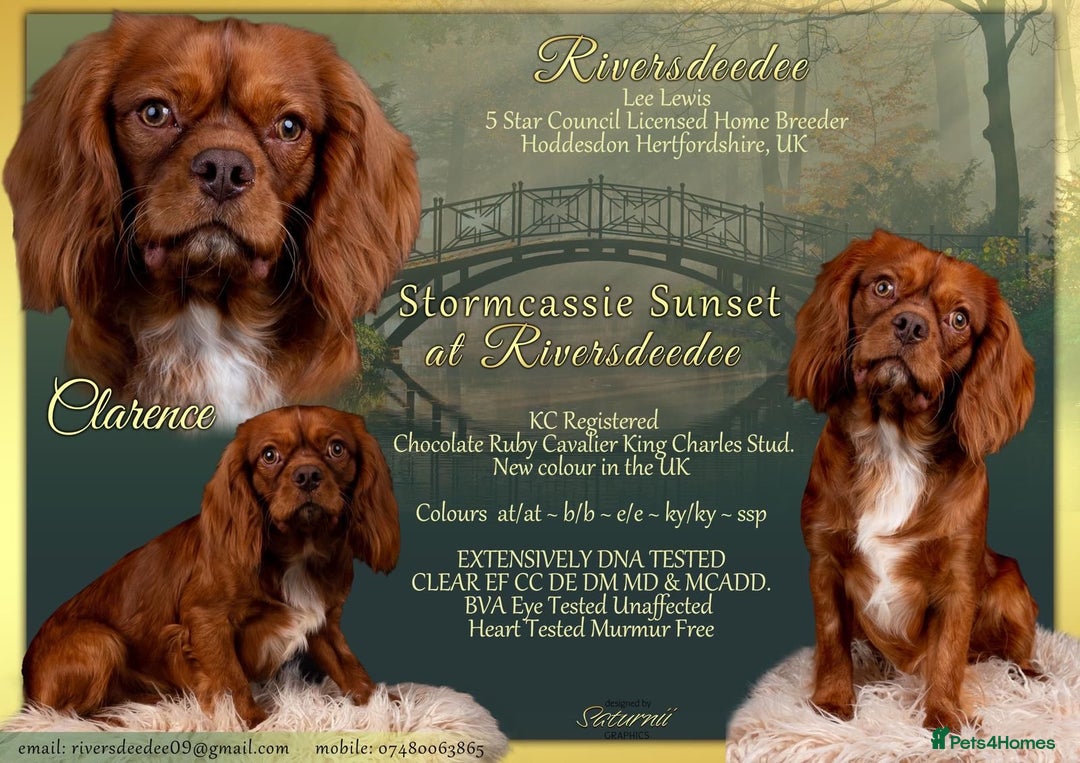 Cavalier King Charles Spaniel dogs for stud: KC REG EXTENSIVELY HEALTH TESTED CHOC RUBY STUD  in Hoddesdon - Image 2