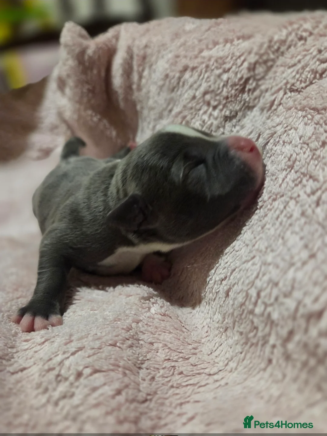 Staffordshire Bull Terrier dogs for sale: KC Reg Staffordshire Bull terrier puppies  - Advert 3